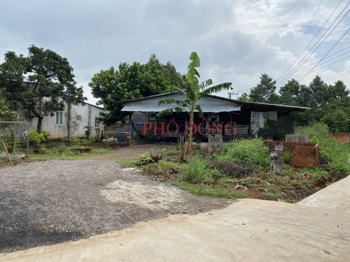 Bán đất vòng xoay Phú Riềng 290 triệu 260m2 sang tên ngay