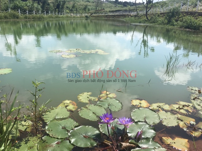Bán Đất Xây Nhà , Kinh Doah Homestay Tại Lộc Tân Bảo Lộc LÂm Đồng